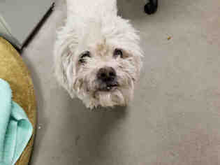 Lhasa-Poo Dogs for adoption in Brighton, CO, USA
