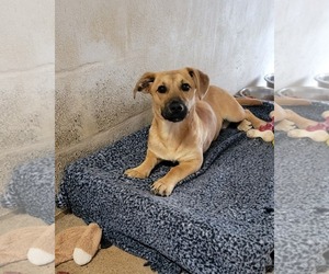 Mutt Dogs for adoption in Fenton, MO, USA