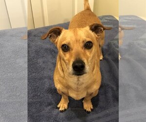 Chiweenie Dogs for adoption in Millersville, MD, USA