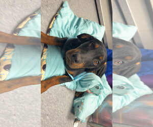 Rottweiler-Unknown Mix Dogs for adoption in Las Vegas, NM, USA