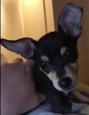 Chiweenie Dogs for adoption in Davis , CA, USA
