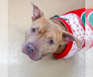 Mutt Dogs for adoption in Mundelein, IL, USA