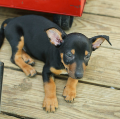 Dachshund Dogs for adoption in Nesbit, MS, USA