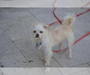 Maltese-Unknown Mix Dogs for adoption in Cincinnati, OH, USA