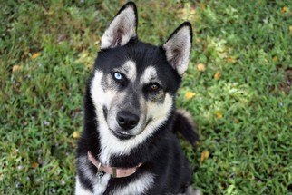 Medium Photo #1 Siberian Husky Puppy For Sale in Jupiter, FL, USA