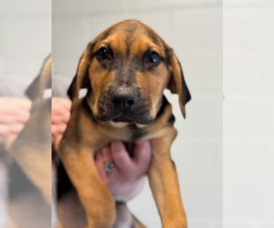 Mutt Dogs for adoption in Hilton Head, SC, USA