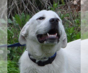 Labrenees Dogs for adoption in Silver Spring, MD, USA