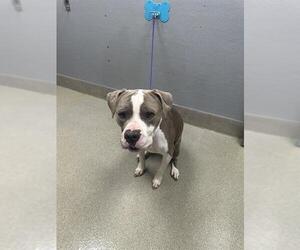 American Pit Bull Terrier-Unknown Mix Dogs for adoption in Las Vegas, NV, USA