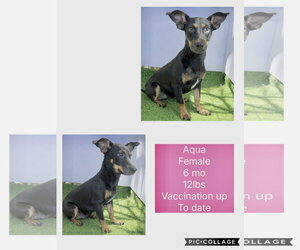 Chihuahua-Unknown Mix Dogs for adoption in Virginia Beach, VA, USA