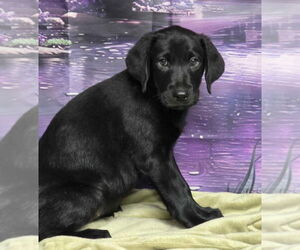 Labrador Retriever-Unknown Mix Dogs for adoption in Lakewood, CO, USA