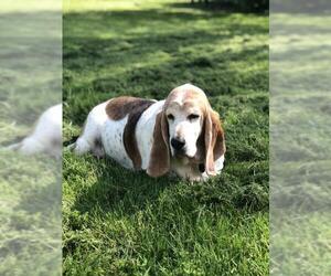 Basset Hound Dogs for adoption in COLUMBIA, MD, USA