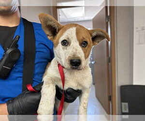 Mutt Dogs for adoption in San Bernardino, CA, USA