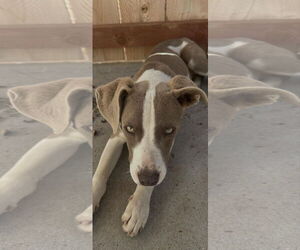 Borador Dogs for adoption in San Diego, CA, USA
