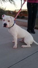 American Bulldog Dogs for adoption in Fountain Hills, AZ, USA