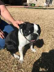 Boston Terrier Dogs for adoption in San Angelo, TX, USA