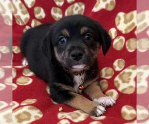 Chihuahua-Unknown Mix Dogs for adoption in San Diego, CA, USA