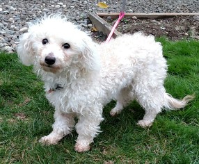 Poodle (Miniature)-Unknown Mix Dogs for adoption in Issaquah, WA, USA
