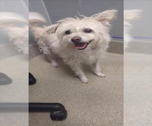 Mutt Dogs for adoption in Las Vegas, NV, USA