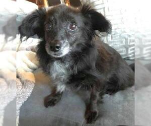 Papshund Dogs for adoption in Boonton, NJ, USA