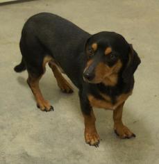 Zuchon Dogs for adoption in Weston, FL, USA