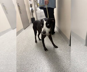 Pointer-Unknown Mix Dogs for adoption in Pasadena, TX, USA