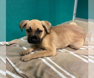 German Shepherd Dog-Unknown Mix Dogs for adoption in Oklahoma City, OK, USA