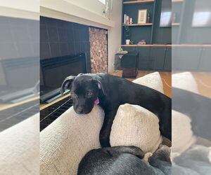 Labrador Retriever-Unknown Mix Dogs for adoption in Crete, IL, USA