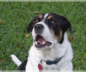 Bordernese Dogs for adoption in League City, TX, USA