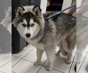 - Mix Dogs for adoption in Derwood, MD, USA