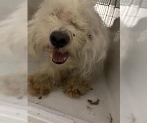 Mal-Shi Dogs for adoption in Houston, TX, USA