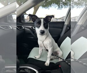 Jack Russell Terrier Dogs for adoption in Queen Creek, AZ, USA