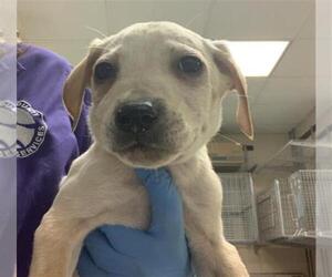 Labrador Retriever-Unknown Mix Dogs for adoption in Conroe, TX, USA