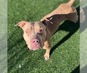 American Pit Bull Terrier Dogs for adoption in Vail, AZ, USA
