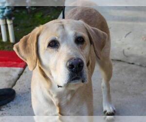 Labrador Retriever Dogs for adoption in Ojai, CA, USA