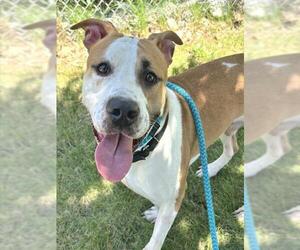 Mutt Dogs for adoption in Sacramento, CA, USA