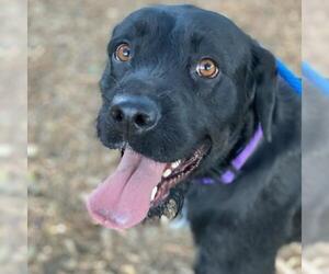 Lab'Aire Dogs for adoption in San Diego, CA, USA