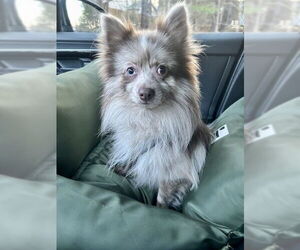 Pomeranian-Unknown Mix Dogs for adoption in Raleigh, NC, USA