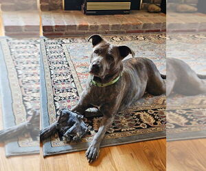 Mutt Dogs for adoption in Hinton, WV, USA