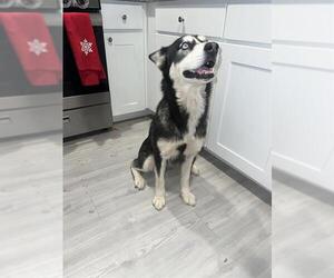 Siberian Husky Dogs for adoption in San Antonio, TX, USA