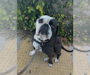 American Bulldog Dogs for adoption in Santa Maria, CA, USA