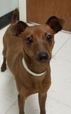 Miniature Pinscher Dogs for adoption in South Amana, IA, USA