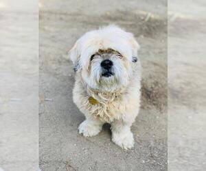 Shih Tzu Dogs for adoption in Seal Beach, CA, USA
