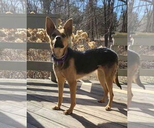 Mutt Dogs for adoption in pomfret, CT, USA