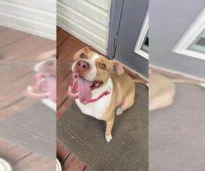 American Staffordshire Terrier Dogs for adoption in San Antonio, TX, USA