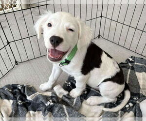American Staffordshire Terrier-Unknown Mix Dogs for adoption in Princeton, MN, USA