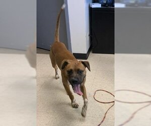 Boxer-Pointer Mix Dogs for adoption in Olathe, KS, USA