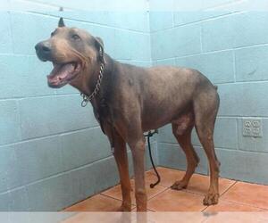 Doberman Pinscher Dogs for adoption in Downey, CA, USA