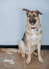 German Shepherd Dog Dogs for adoption in Ashland, WI, USA