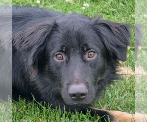 Australian Shepherd-German Shepherd Dog Mix Dogs for adoption in Huntley, IL, USA