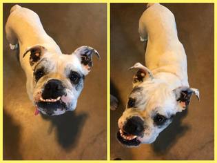 Bulldog Dogs for adoption in Longview, TX, USA
